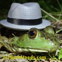 /home//u458753944/public_html/sourcegallery//////Frogs/More bullfrogs/P7010217.JPG